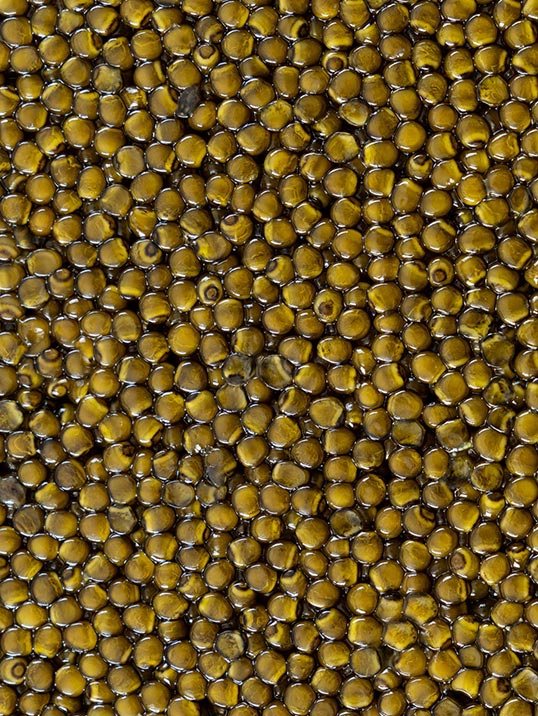 Cru Caviar caviale varietà Amur Kaluga Gold: uova di colore marrone-ocra di dimensioni grandi