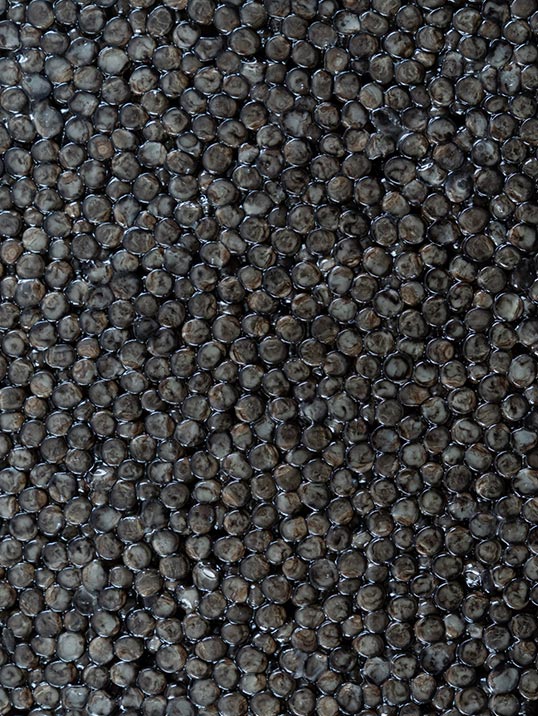 Cru Caviar caviale variet&agrave; Beluga: uova di colore grigio antracite di dimensioni grandi.