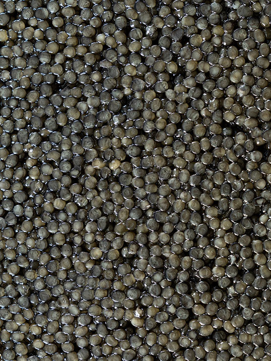 Cru Caviar caviale varietà Sevruga: gusto pieno e deciso