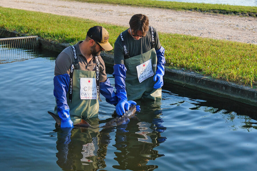 Cru Caviar Exeperience: l'esperienza di immergersi in acqua con gli storioni
